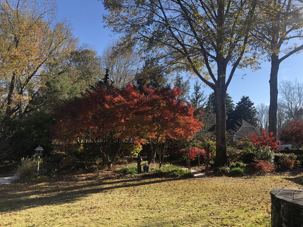 How to Lay Sod Around Trees Sod Laying Tips